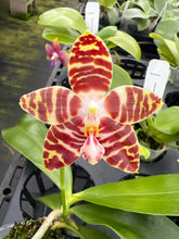 Load image into Gallery viewer, Phalaenopsis amboinensis ‘Nicole’ mericlone
