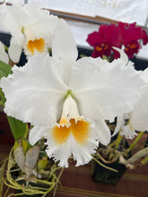 Load image into Gallery viewer, Cattleya (C.) white eagle ‘Eagle King ‘ recent division in spike
