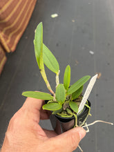 Load image into Gallery viewer, C . tigrina f . coerulea x outcross
