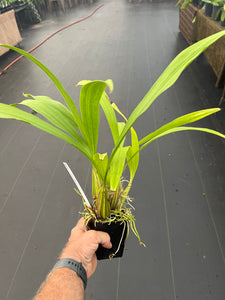 Coryanthes elegantinum in spike