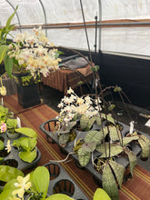 Load image into Gallery viewer, Phalaenopsis Celebensis  x sib . In spike
