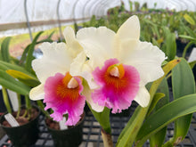Load image into Gallery viewer, Rlc . Siam Pacific delight ‘Shogun ‘s Miracle ‘ AM , original division in single sheath w/ buds

