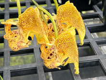Load image into Gallery viewer, Coryanthes elegantinum in spike
