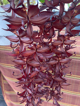 Load image into Gallery viewer, Cycnoches cooperi ‘Dark swan ‘ x ‘Dark chocolate ‘ in spike male flowers( collection plant )
