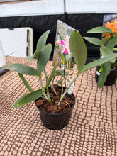 Load image into Gallery viewer, Special drop : Cattleya ( C.) amethystoglossa flamea ‘Rarity ‘, very select special plant
