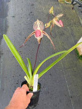 Load image into Gallery viewer, A13- Paph . Lady Isobel SH1786
