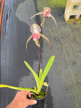 Load image into Gallery viewer, A3- Paph . Lady Isobel SH 1741
