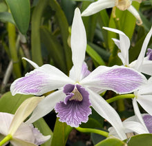 Load image into Gallery viewer, C . purpurata f . werkhauseri striata x sib .

