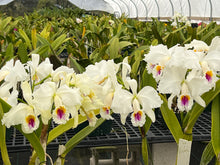 Load image into Gallery viewer, Cattleya (C.) mossiae s/a ‘Sandra Song ‘ HCC , original division that you never find anywhere else
