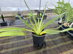 Paphiopedilum Shin -Yi Pride ( rothschildianum x Michael Koopowitz), 1 gallon size