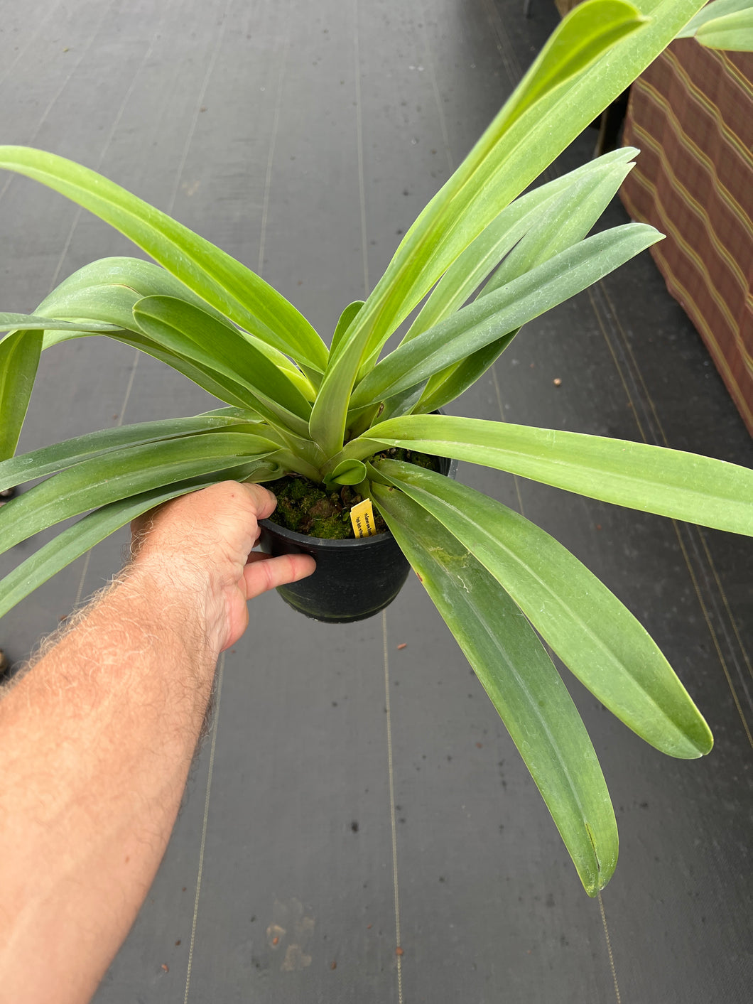 Paphiopedilum Genevieve Booth x anitum