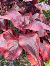 Load image into Gallery viewer, Cordyline terminalis ‘Lady Ella’ - huge leaves
