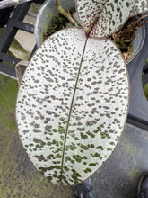 Load image into Gallery viewer, Phalaenopsis schilleriana ‘silver leaf with defined spots’, one of a kind seedling
