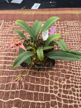Load image into Gallery viewer, Bulbophyllum Frosty Ann x Meen Mercury Sandel, 3 spikes (#13)
