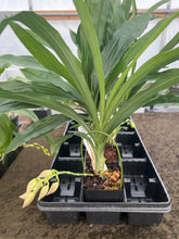 Load image into Gallery viewer, Ctsm . Portagee Star ‘ Brian Lawson ‘x Ctsm . ( dentigrianum x tigrinum )
