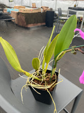 Load image into Gallery viewer, Rlc . Horace Maxima x Rlc . Dick Smith ‘Dark Beauty ‘ seedling in spike
