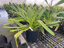 Load image into Gallery viewer, Ara Div.
