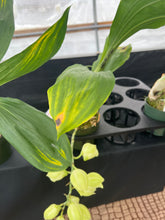 Load image into Gallery viewer, Catasetum pileatum var . Imperialis ‘’Pierre Couret ‘ x’Snow White ‘, large spike
