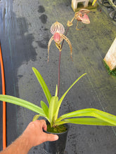 Load image into Gallery viewer, A9- Paph . Lady Isobel SH1741
