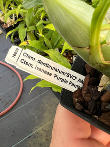 Catasetum denticulatum x Ctsm. Ivanae ‘purple fantasy’