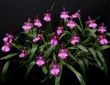 Load image into Gallery viewer, Miltonia moreliana ‘Okika ‘ AM / AOS in spike
