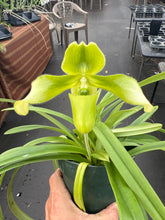Load image into Gallery viewer, Paphiopedilum hirsutissimum album in spike and three more in sheath , big plant
