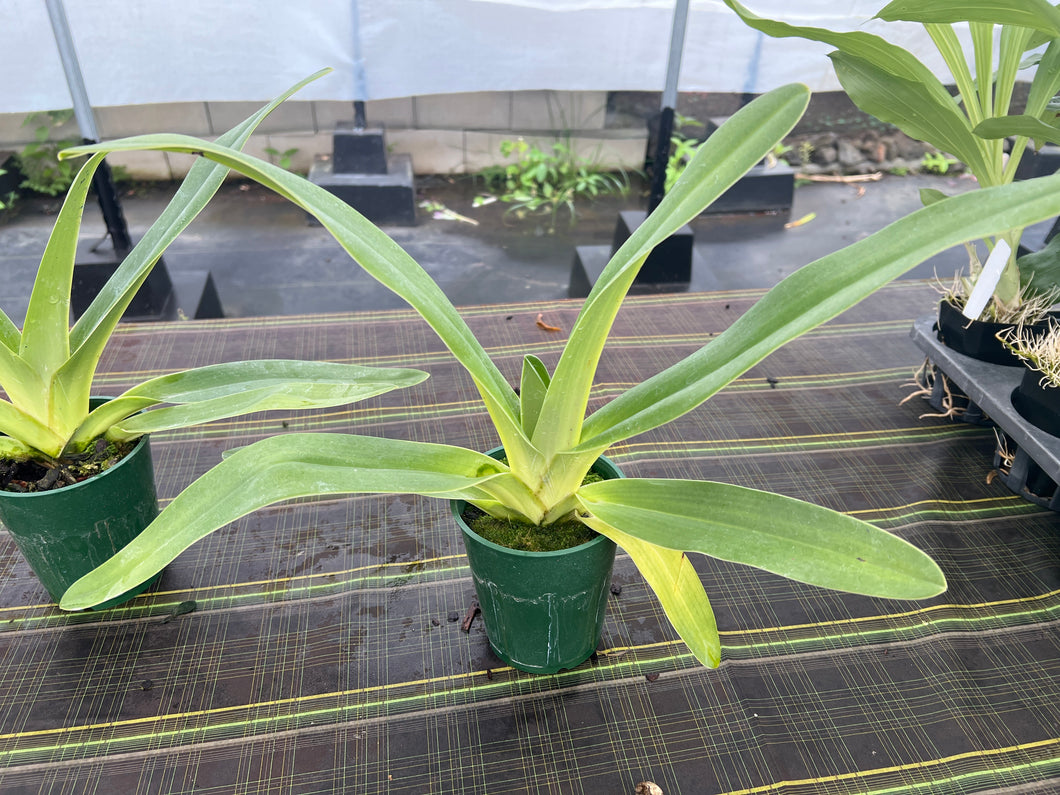 Paphiopedilum kolopakingii x Paul Parks , 5” pot