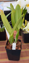 Load image into Gallery viewer, Cattleya (C.) percivaliana ‘Summit ‘ FCC , original divisions in sheath with buds .
