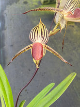 Load image into Gallery viewer, A16- Paph . Lady Isobel SH 1786
