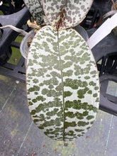 Load image into Gallery viewer, Phalaenopsis schilleriana ‘bold spots ‘, stunner !
