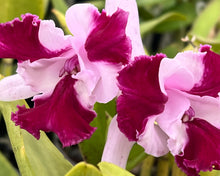 Load image into Gallery viewer, Orchid flask : C . intermedia sanguínea trilabello x sib .
