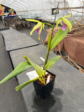 Load image into Gallery viewer, A 8- C . tenebrosa fma aurea ‘Walton Grange ‘ FCC x self , greenish flower red lip
