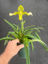 Load image into Gallery viewer, Paphiopedilum hirsutissimum var. esquirolei album 6”
