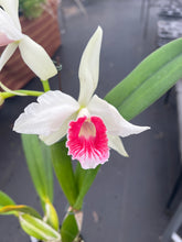 Load image into Gallery viewer, Cattleya (C.) purpurata fma carnea ‘Red Sunrise’ , SELECT RED
