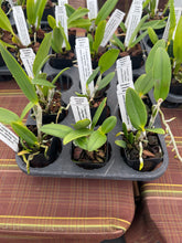 Load image into Gallery viewer, C . leopoldii f . coerulea ‘Blue birthday ‘ x ‘ Blue Rebel ‘
