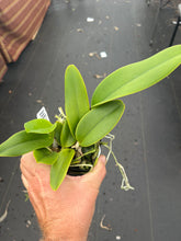 Load image into Gallery viewer, C. warneri ‘DoSuzuki ‘ x self , only few and very rare
