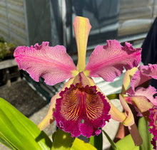 Load image into Gallery viewer, C. Luminosa , 4” pot size blooming size
