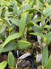 Load image into Gallery viewer, C. leopoldii f. alba ‘Diamond orchids’ AM treated
