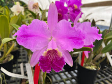 Load image into Gallery viewer, C. lueddemanniana Shoguns Extravaganza ‘ x ‘Picasso ‘, 4 “ pot size blooming, will bloom next year 2027
