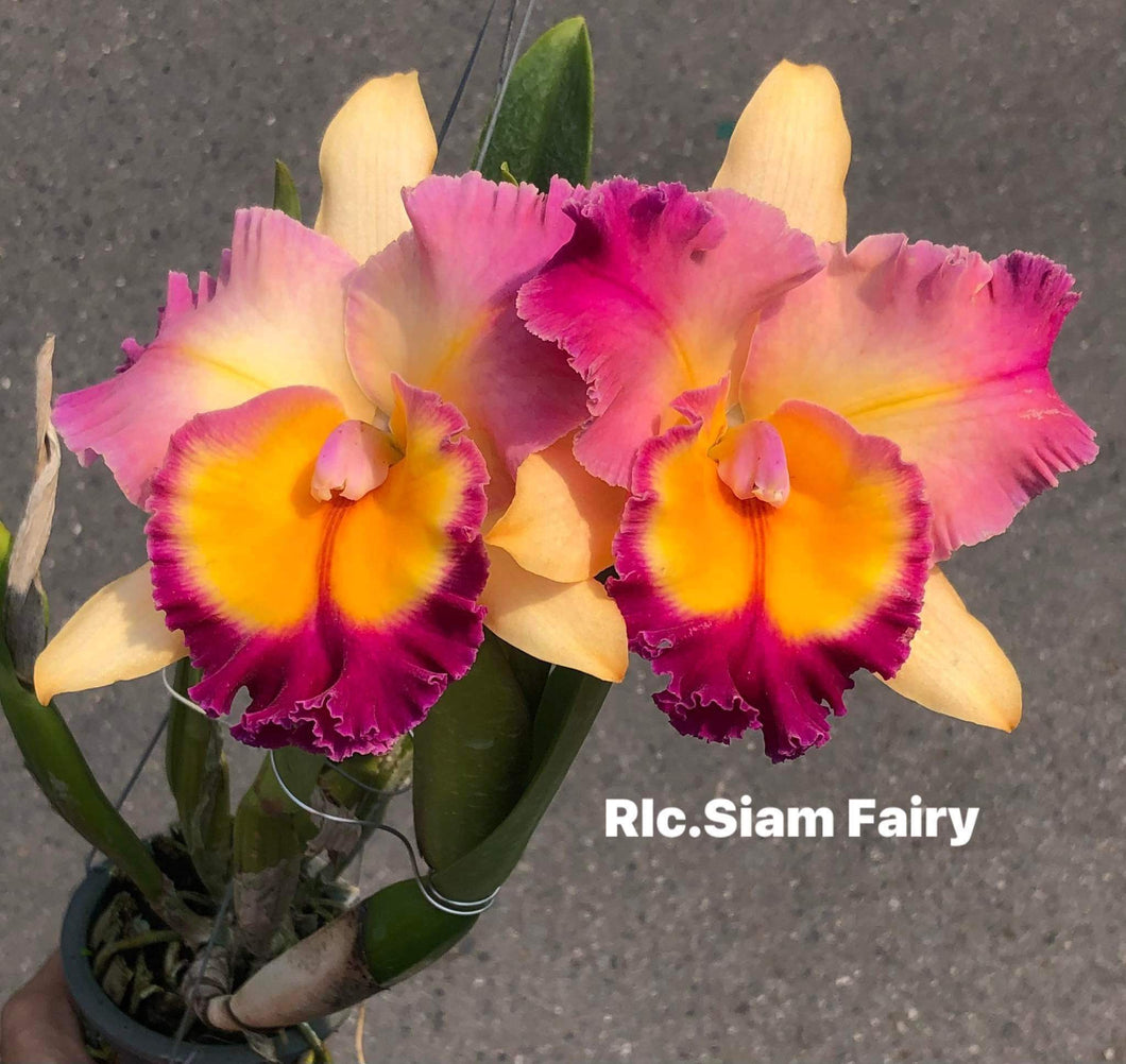 Orchid flask : Rlc . Siam Fancy #2