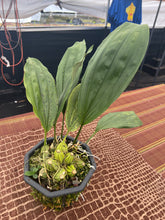 Load image into Gallery viewer, Stanhopea nigroviolacea x ( Stan hobbies x nights)
