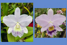 Load image into Gallery viewer, Lc . Lake Tahoe ‘Nice n Blue ‘ x Lc . Cornelia ‘Floralia ‘
