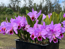 Load image into Gallery viewer, Cattleya (C.) percivaliana ‘Summit ‘ FCC , original divisions in sheath with buds .
