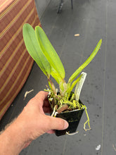 Load image into Gallery viewer, C. tenebrosa ‘Windflower ‘AM /AOS,  treated
