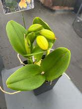 Load image into Gallery viewer, Rth . Nell Hammer in spike big plants
