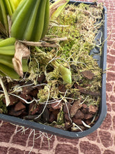 Load image into Gallery viewer, Coryanthes alborosea alba , single spike big plant
