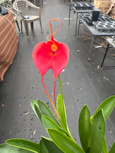 Load image into Gallery viewer, Masdevallia Cheryl Shohan’The Babe ‘ AM , divisions
