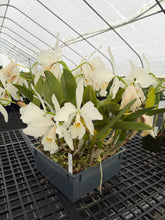Load image into Gallery viewer, Cattleya Labiata s/a Shogun ‘s waterfall Lip ‘AM and CCM , original div virus free
