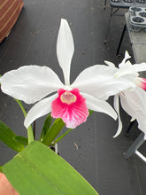 Load image into Gallery viewer, Cattleya (C.) purpurata fma carnea ‘ Bubblegum ‘ select
