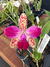 Load image into Gallery viewer, C . Penny Kuroda x Slc . Katherine Clarkson , Anazing Mini Cattleya
